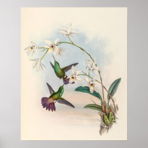Vintage kolibries door John Gould Poster