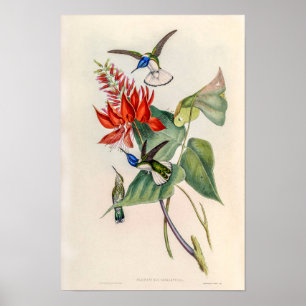Vintage Kolibries door John Gould Poster