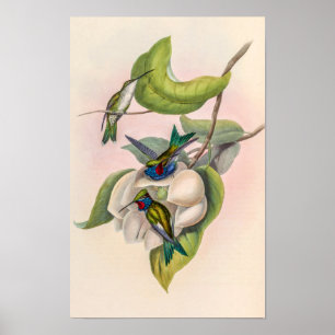 Vintage kolibries door John Gould Poster