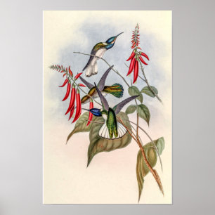 Vintage kolibries door John Gould Poster