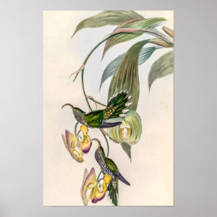 Vintage kolibries door John Gould Poster