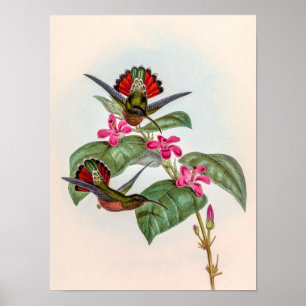 Vintage kolibries door John Gould Poster