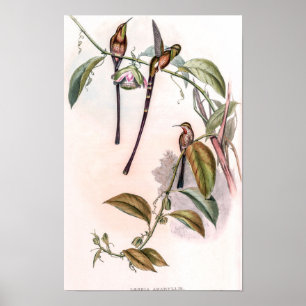 Vintage kolibries door John Gould Poster