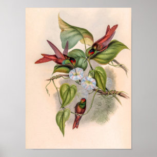 Vintage Kolibries door John Gould Poster