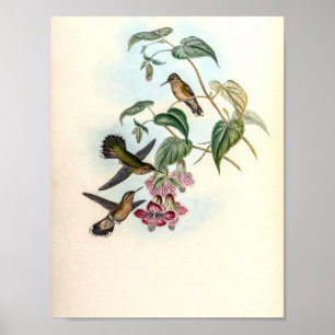 Vintage Kolibries van John Gould Poster