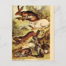 Vintage konijn Hare Bunny Ephemera ontkoppeling Ar Briefkaart