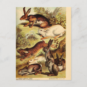 Vintage konijn Hare Bunny Ephemera ontkoppeling Ar Briefkaart