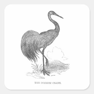 Vintage Kraanvogel Pen en Inkt Tekening Vierkante Sticker