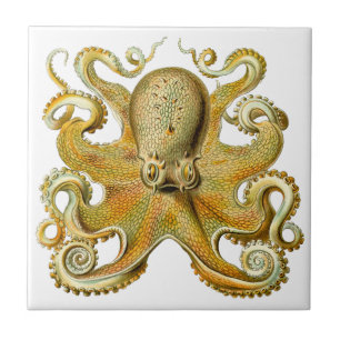 Vintage Kraken, Octopus Gamochonia, Ernst Haeckel Tegeltje