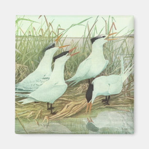 Vintage kustvogels in een moeras van Louis Fuertes Magneet