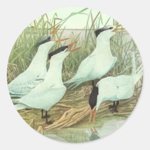 Vintage kustvogels in een moeras van Louis Fuertes Ronde Sticker