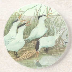 Vintage kustvogels in een moeras van Louis Fuertes Zandsteen Onderzetter
