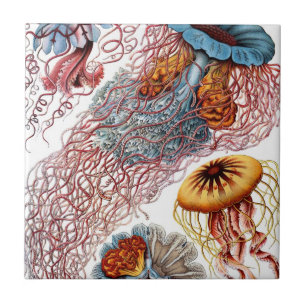 Vintage kwal door Ernst Haeckel, Discomedusae Tegeltje