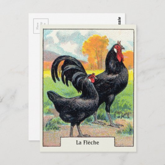Vintage La Fleche Chicken Briefkaart (Voorkant / Achterkant)