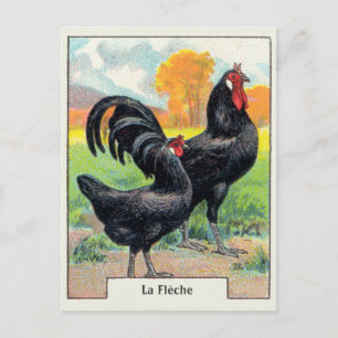 Vintage La Fleche Chicken Briefkaart