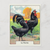 Vintage La Fleche Chicken Briefkaart (Voorkant)