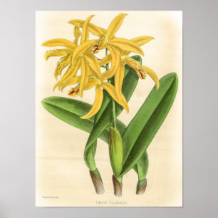 Vintage Laelia Flammea Orchidee Bloem Kunst Poster
