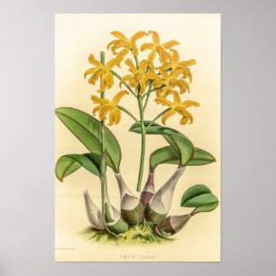 Vintage Laelia Flava Orchid Bloem Poster