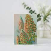 VINTAGE : landbouw adverteren - Briefkaart (Staand voorkant)