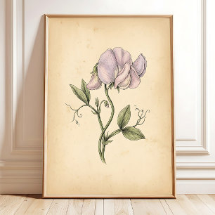 Vintage Lathyrus Bloem Gelijst Wandkunst Poster