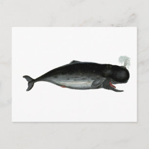 Vintage Laughing Whale Briefkaart