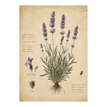 Vintage Lavender Botanical Art Print