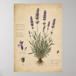 Vintage Lavender Botanical Art Print