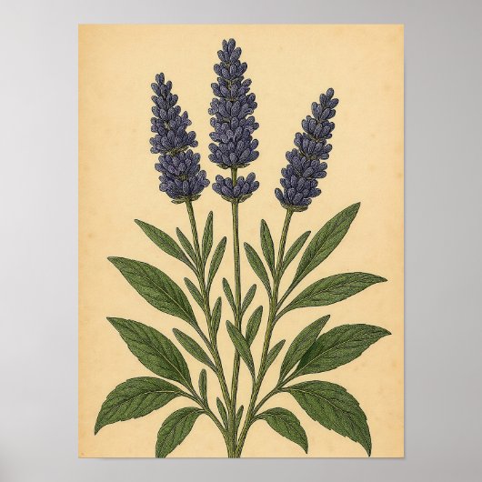 Vintage Lavender on Weathered Paper Poster (Voorkant)