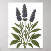 Vintage Lavender Poster (Voorkant)
