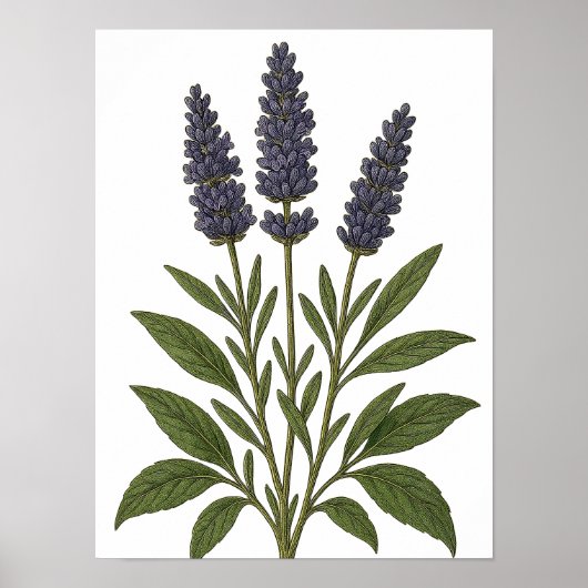 Vintage Lavender Poster (Voorkant)