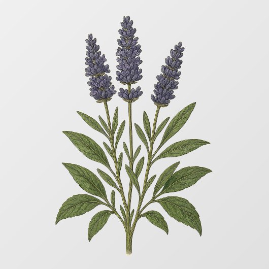 Vintage Lavender Raamsticker (Vel)