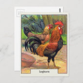 Vintage Leghorn Kip Briefkaart (Voorkant / Achterkant)