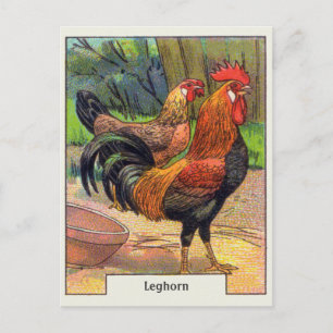 Vintage Leghorn Kip Briefkaart
