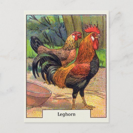 Vintage Leghorn Kip Briefkaart (Voorkant)