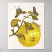 Vintage Lemon Plant With Butterflies Yellow Art Poster (Voorkant)