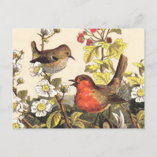 Vintage Lente Roodborst Zangvogels Botanische Bloe Briefkaart
