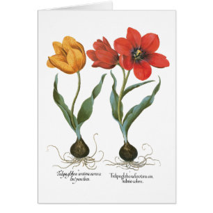 Vintage Lente Tulpen Bloemen door Basilius Besler