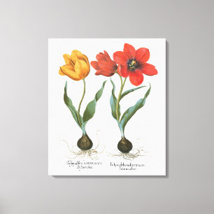 Vintage Lente Tulpen Bloemen door Basilius Besler Canvas Afdruk