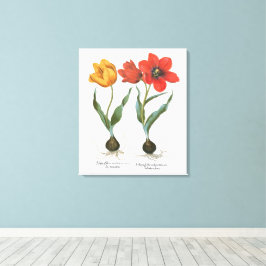 Vintage Lente Tulpen Bloemen door Basilius Besler Canvas Afdruk