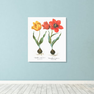 Vintage Lente Tulpen Bloemen door Basilius Besler Canvas Afdruk