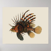 Vintage Liervis, Zeeleven Dier Poster (Voorkant)