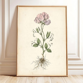 Vintage Lieve Erwt Galerie Muur Canvas Print