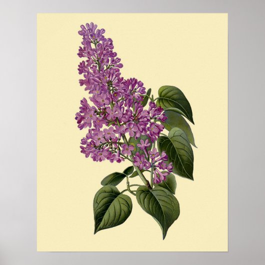Vintage Lila Bloemen Poster (Voorkant)
