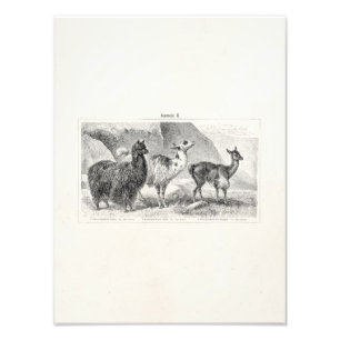 Vintage Llama Alpaca Sjabloon Llamas Alpacas Foto Afdruk