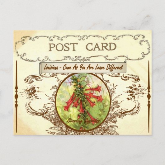Vintage Louisiana State Flower Postcard Briefkaart (Voorkant)
