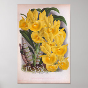 Vintage Lush Yellow Orchids Catasetum Bunagen thi Poster