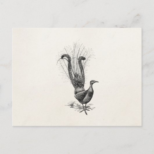 Vintage Lyre Bird Lyrebird Illustration Sjabloon Briefkaart (Voorkant)