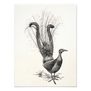 Vintage Lyre Bird Lyrebird Illustration Sjabloon Foto Afdruk