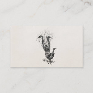 Vintage Lyre Bird Lyrebird Illustration Sjabloon Visitekaartje