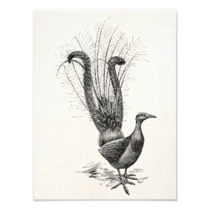 Vintage Lyre Lyrebird Illustration Sjabloon Foto Afdruk